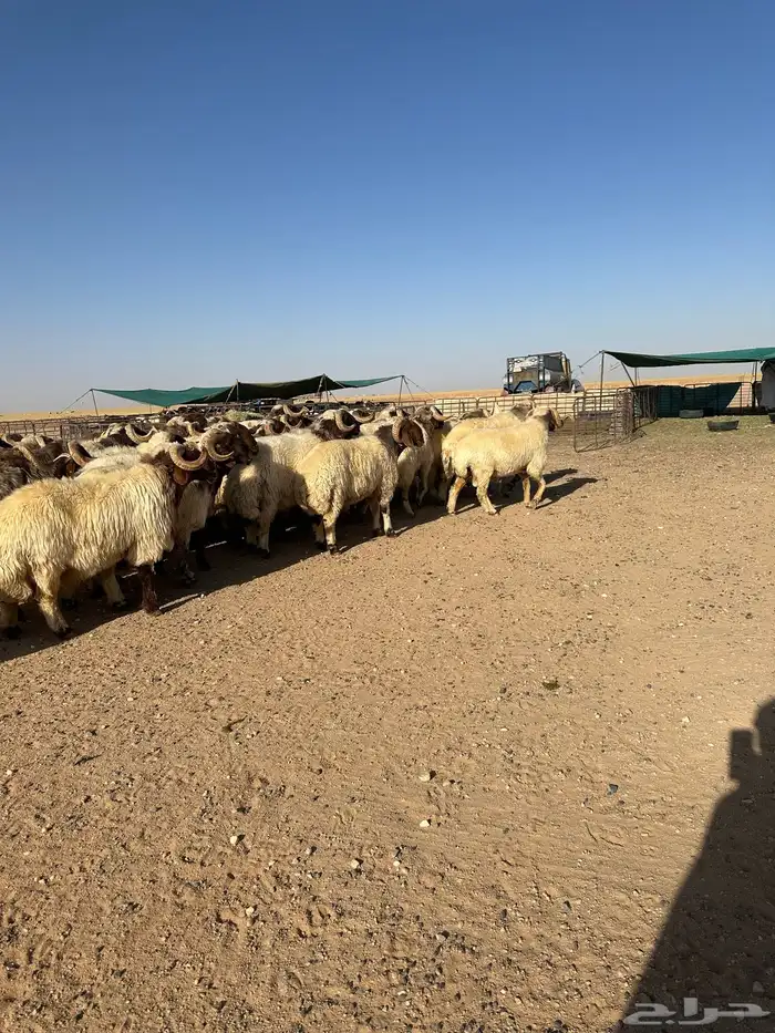 فحول أنعيم طيبه اللبييع 2