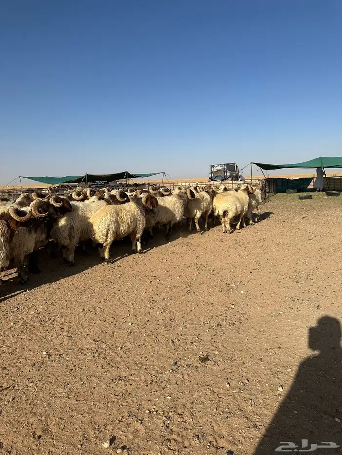 فحول أنعيم طيبه اللبييع 0