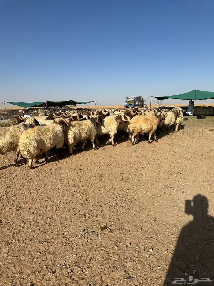 فحول أنعيم طيبه اللبييع 9