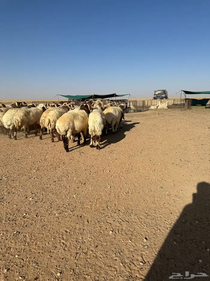 فحول أنعيم طيبه اللبييع 12