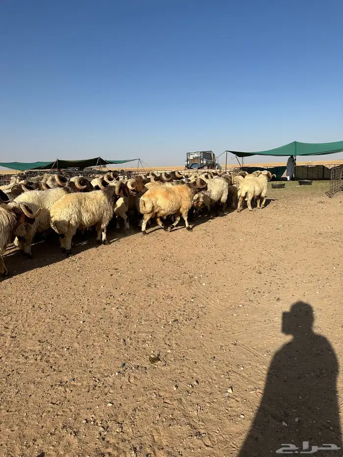 فحول أنعيم طيبه اللبييع 10