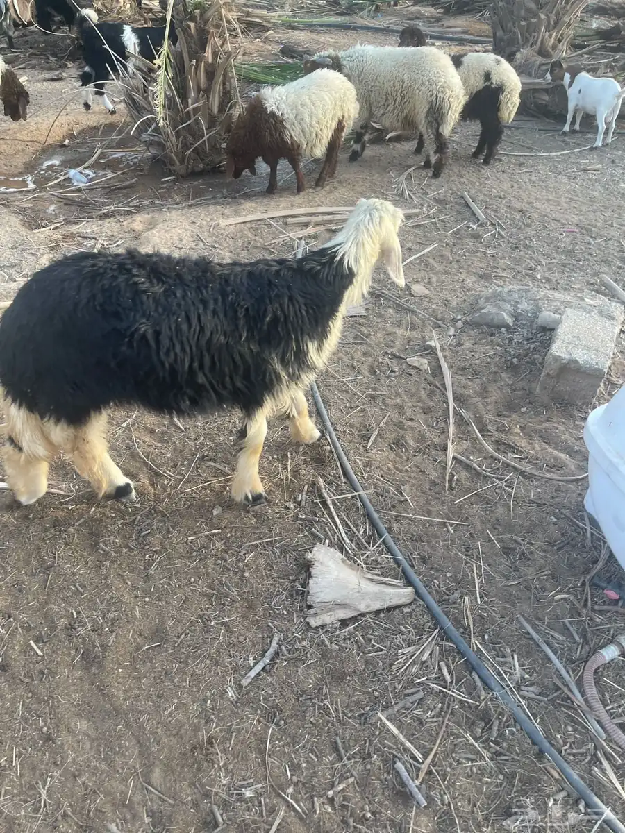 نجدي خروف ورخل 0