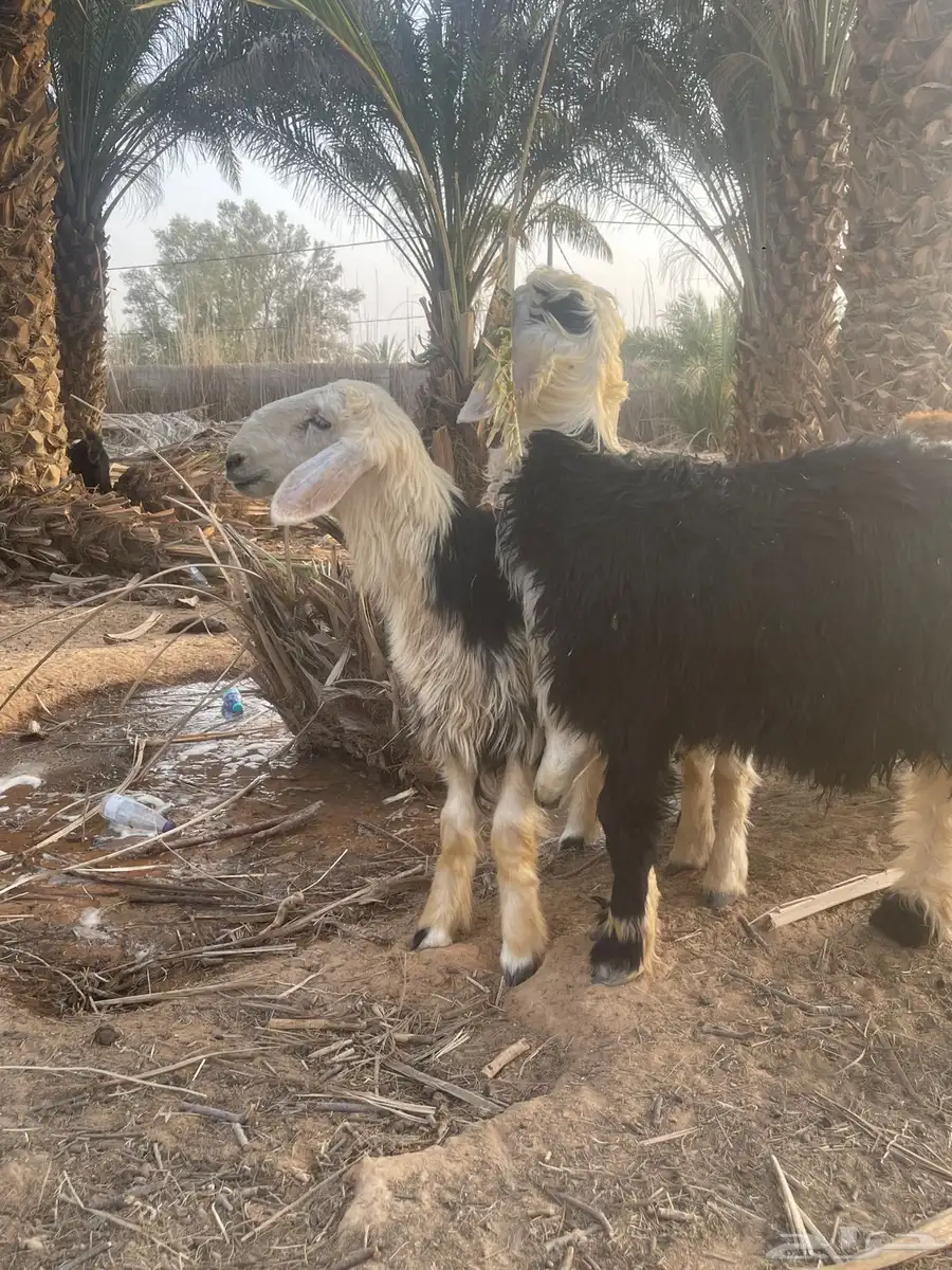 نجدي خروف ورخل 3