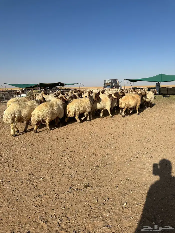 فحول أنعيم طيبه اللبييع 8