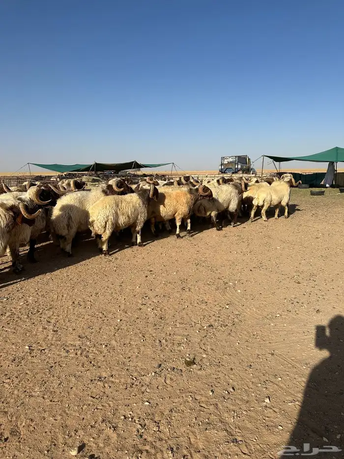 فحول أنعيم طيبه اللبييع 14