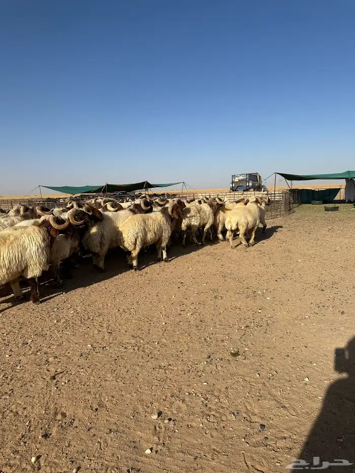 فحول أنعيم طيبه اللبييع 3