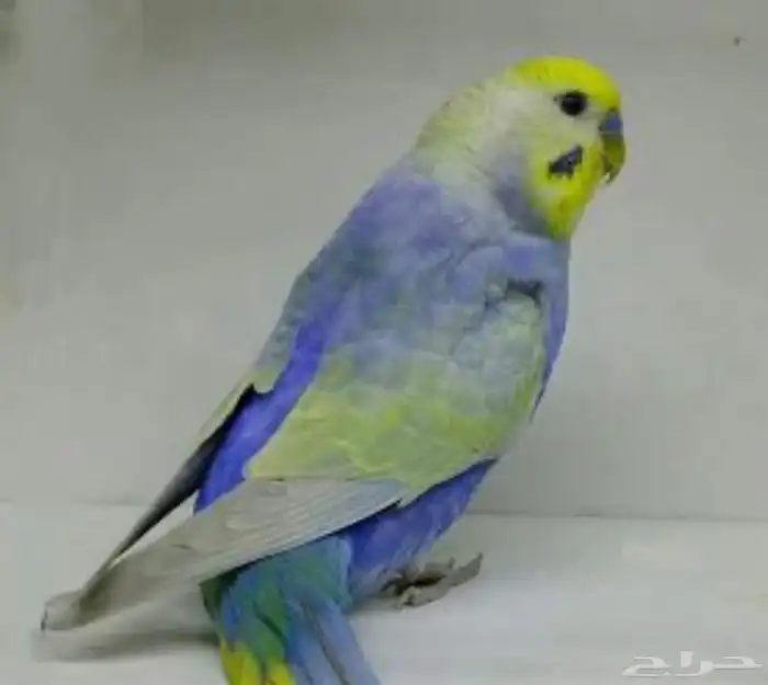 ببغاء طيور بادجي رينبو مميز 0
