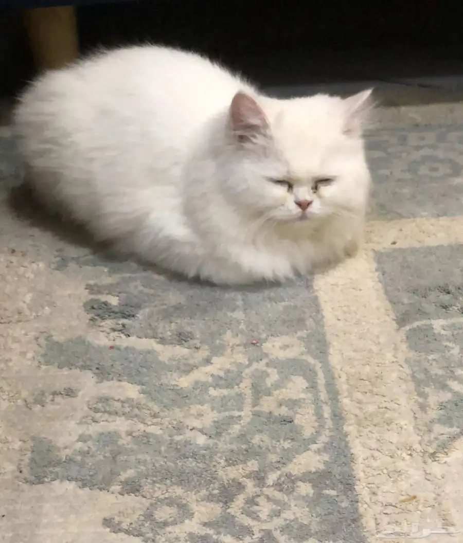 تبني قطوة 0