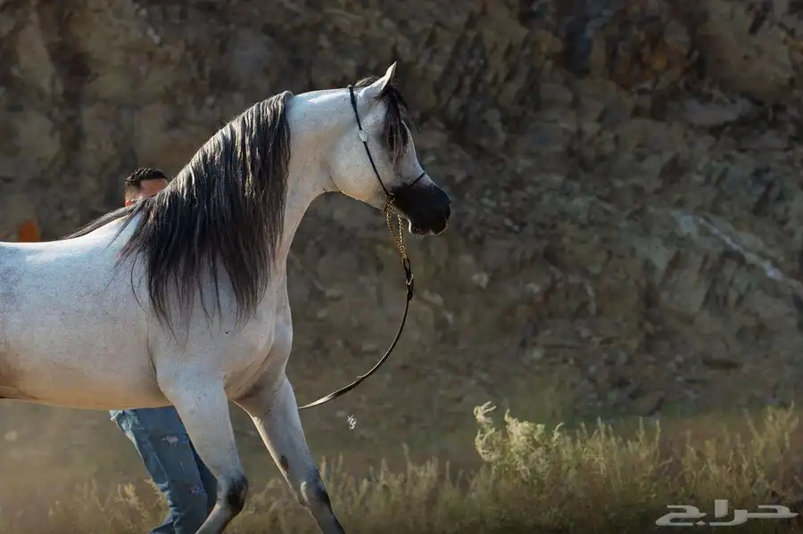 مهر واهو(خيل) 5