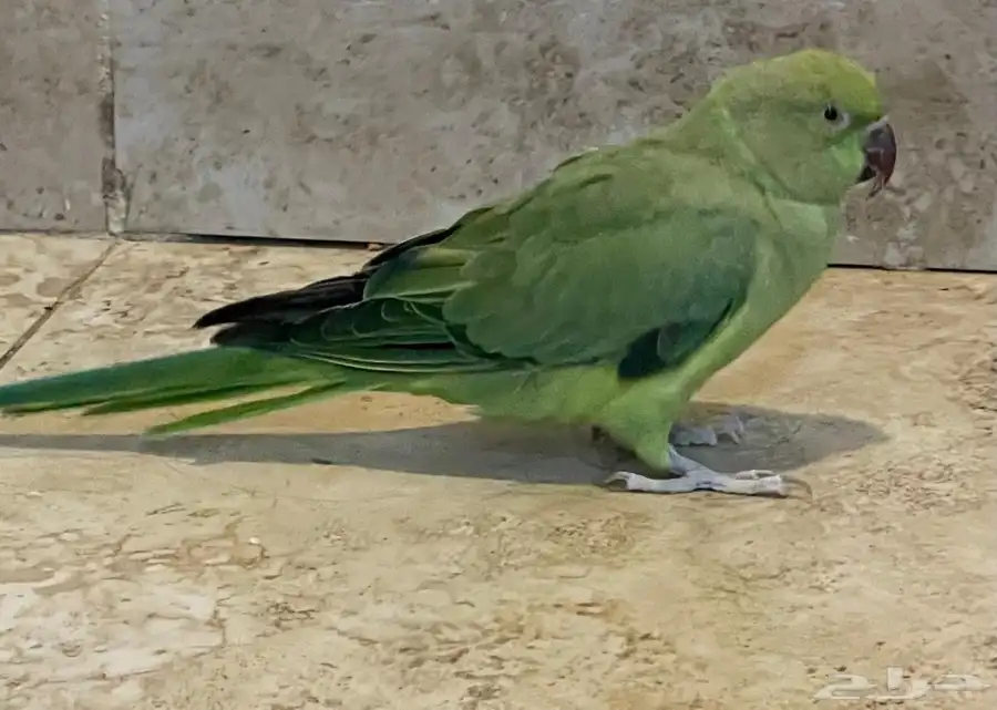 دره هندي للبيع 1