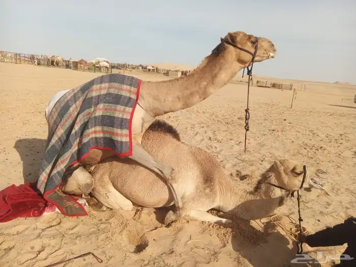 لقحه على شاهين المبتكر بعير بن جرحب منتج للبيع هجن 1