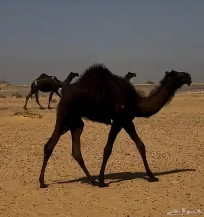 خرفان نعيم وقعدان عدد مفتوح لزواجات يوجد ذبح وتوصيل 1