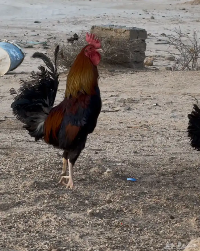 اعلان ديك ودجاجه فري عربي (افرق) 4