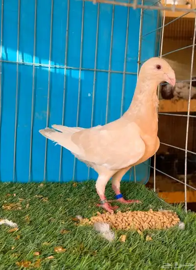 انثى هومر لمن بواقي 3 ريش 0