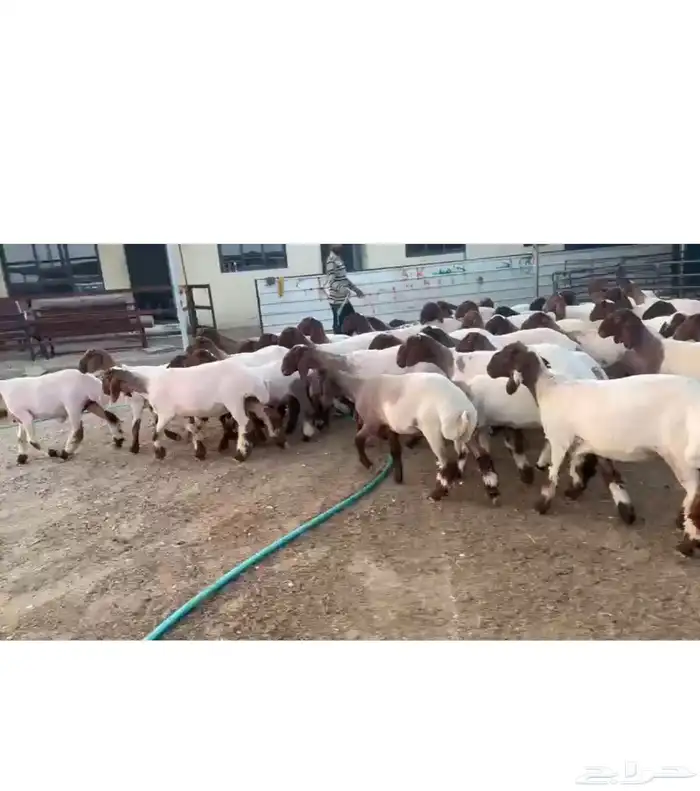 جذعات نعيم فاخره 2