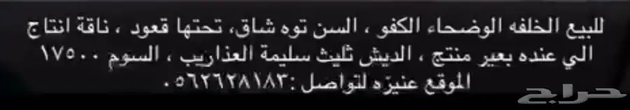 خلفه وضحاء كفو 0