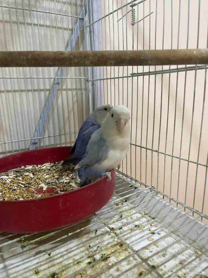 روز عدد جوزين الأبيض والأزرق جوز 3