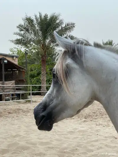 خيل واهو - مهرة 3