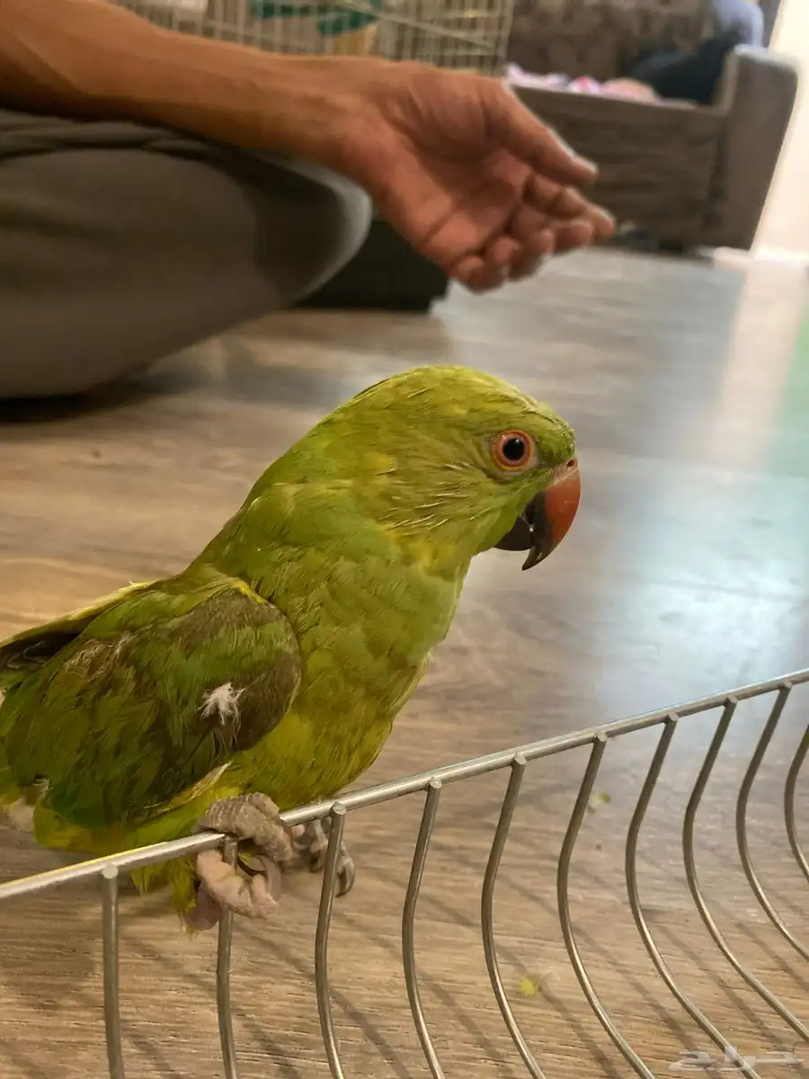 دره للبيع 6