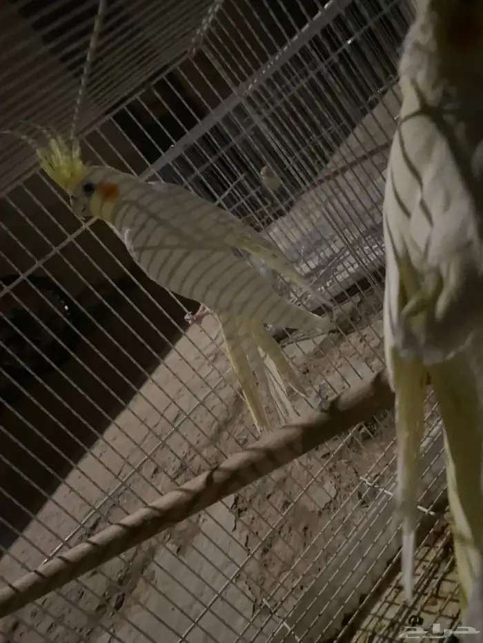 زوج كروان معه ثلاث بيضات منتج معه شبكه وصحته شرط ويغرد 4