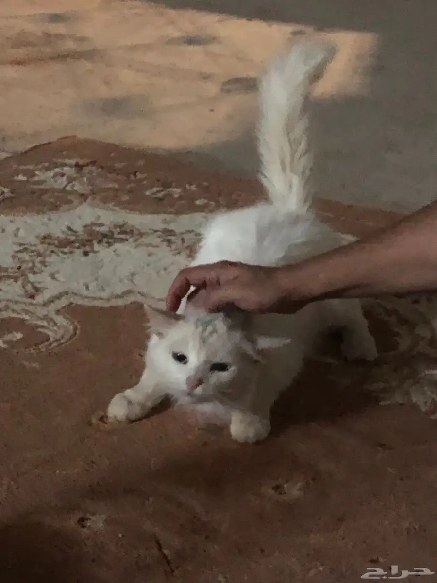بسه شيرازي 1