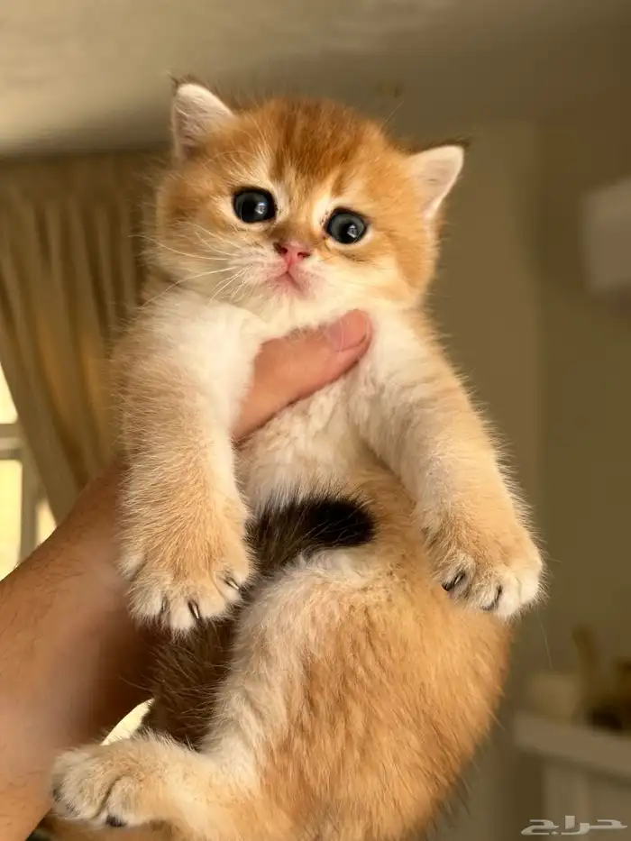 سكوتش فولد ستريت ( تم البيع ) 2