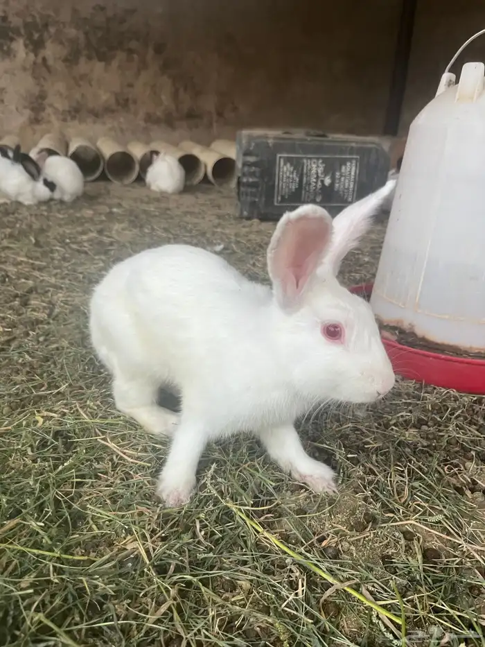 ارانب للبيع 5