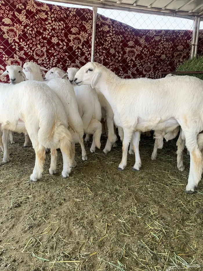 خرفان مبادي ومناسبات 4