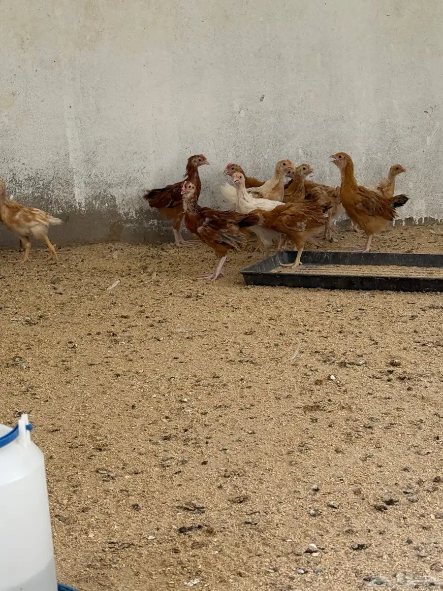 دجاج تركي 2