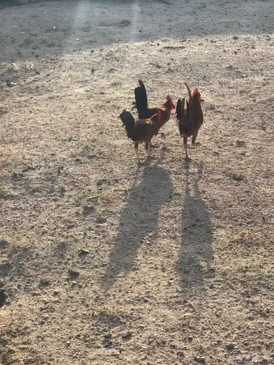 ثلاث ديوك بلدية للبيع 1