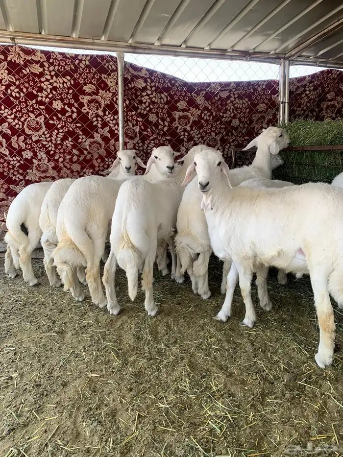 خرفان مبادي ومناسبات 7