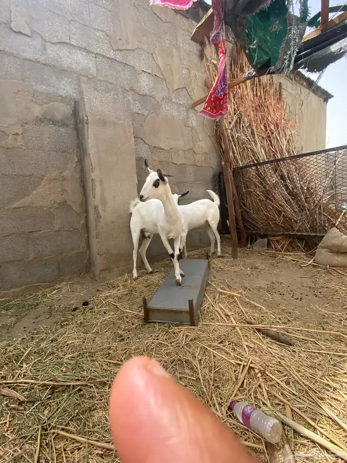 عناق بيشيه اصل ام واب 2