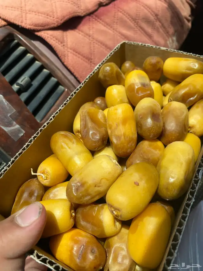 بلح خرفه مناصيف 0