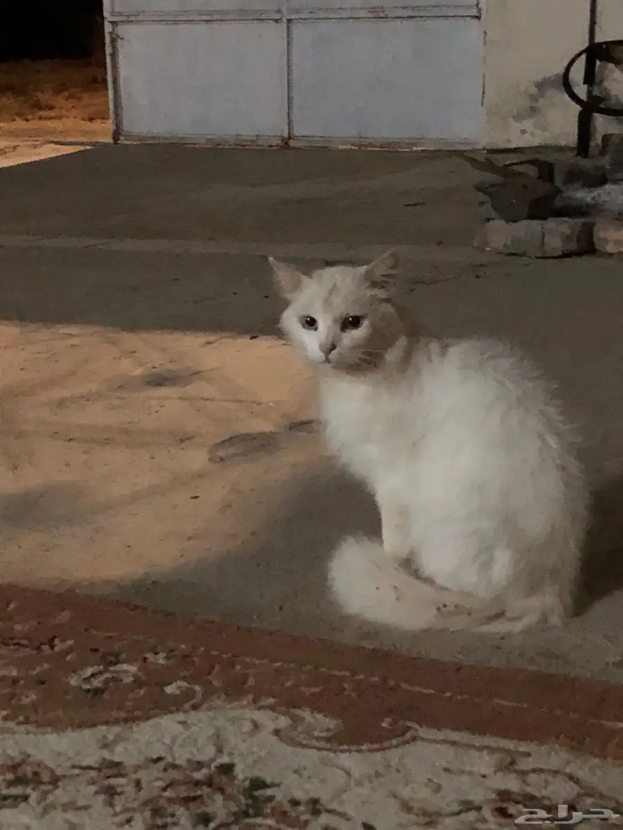 بسه شيرازي 0