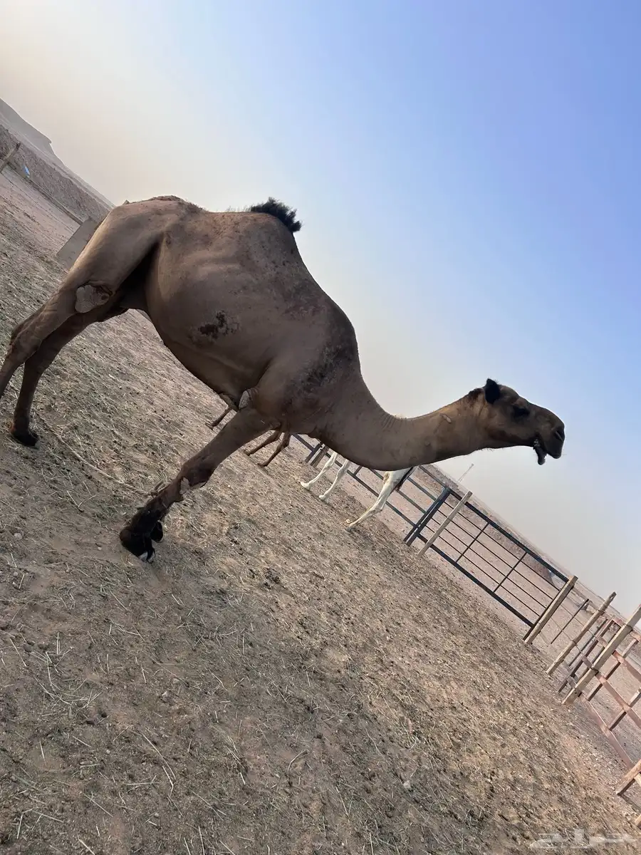 فحل اصفر 0