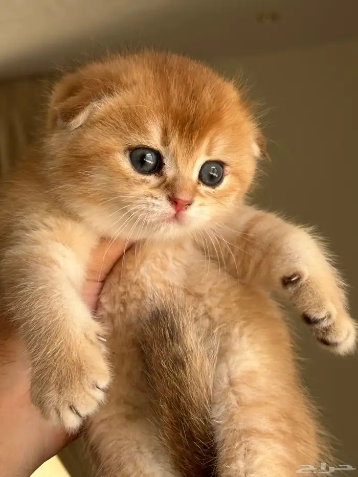 سكوتش فولد ستريت ( تم البيع ) 0