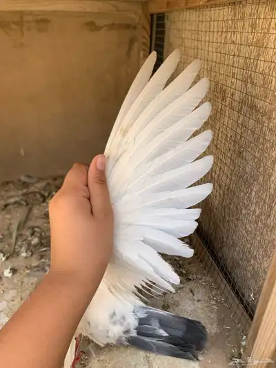 حمام هندي 3