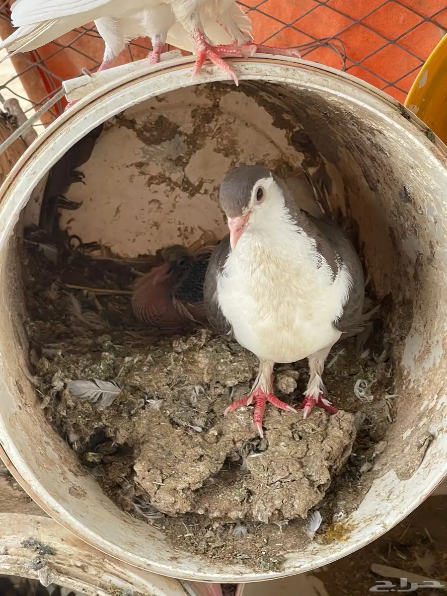 حمام منوع للبيع 4