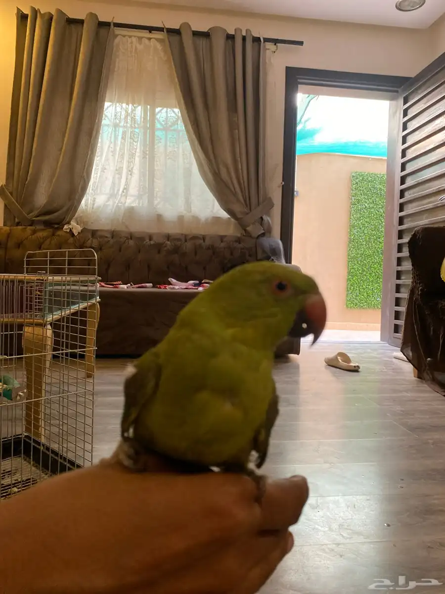دره للبيع 1
