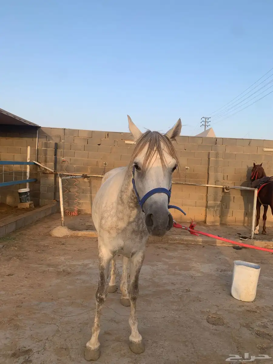 فرس 1