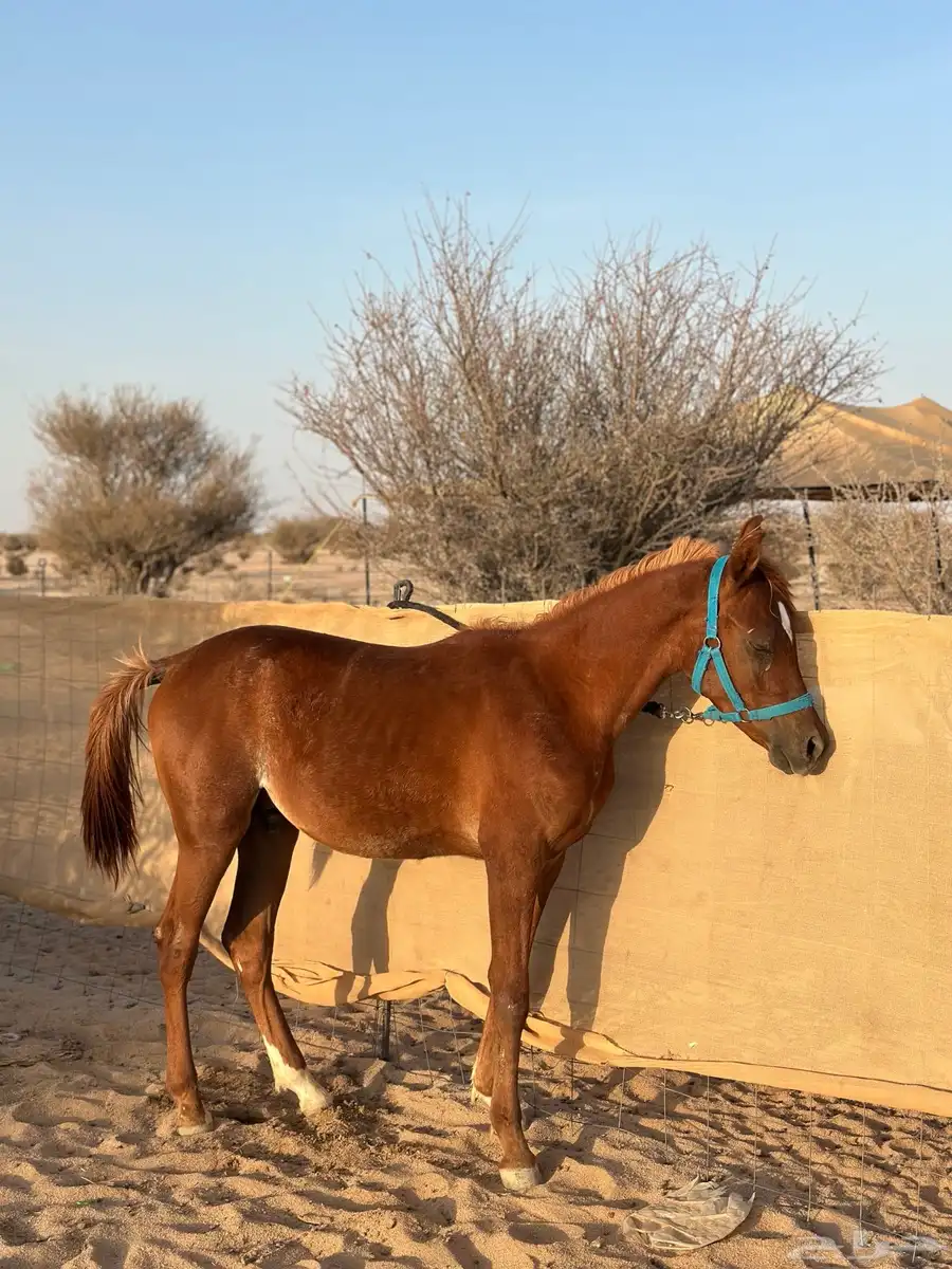 مهر عربي شعبي 1
