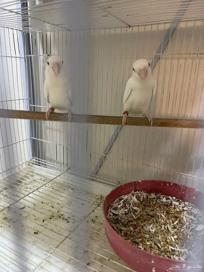 روز عدد جوزين الأبيض والأزرق جوز 0