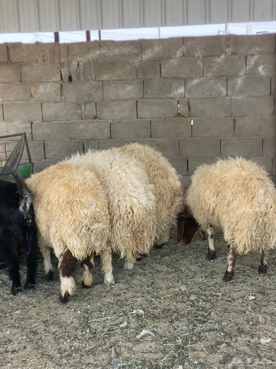 نعيم 3