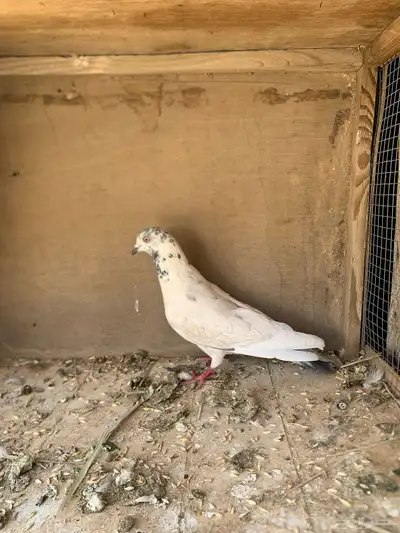 حمام هندي 1