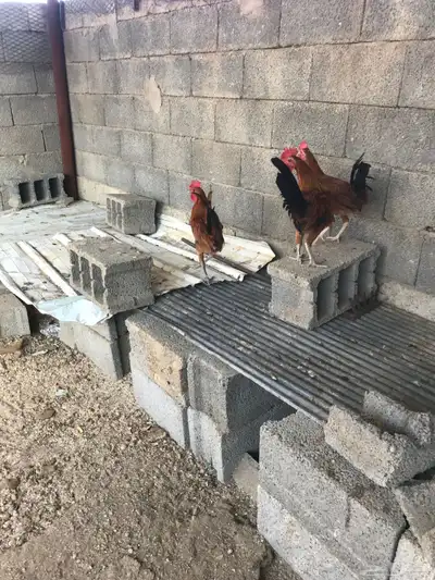 ثلاث ديوك بلدية للبيع 3