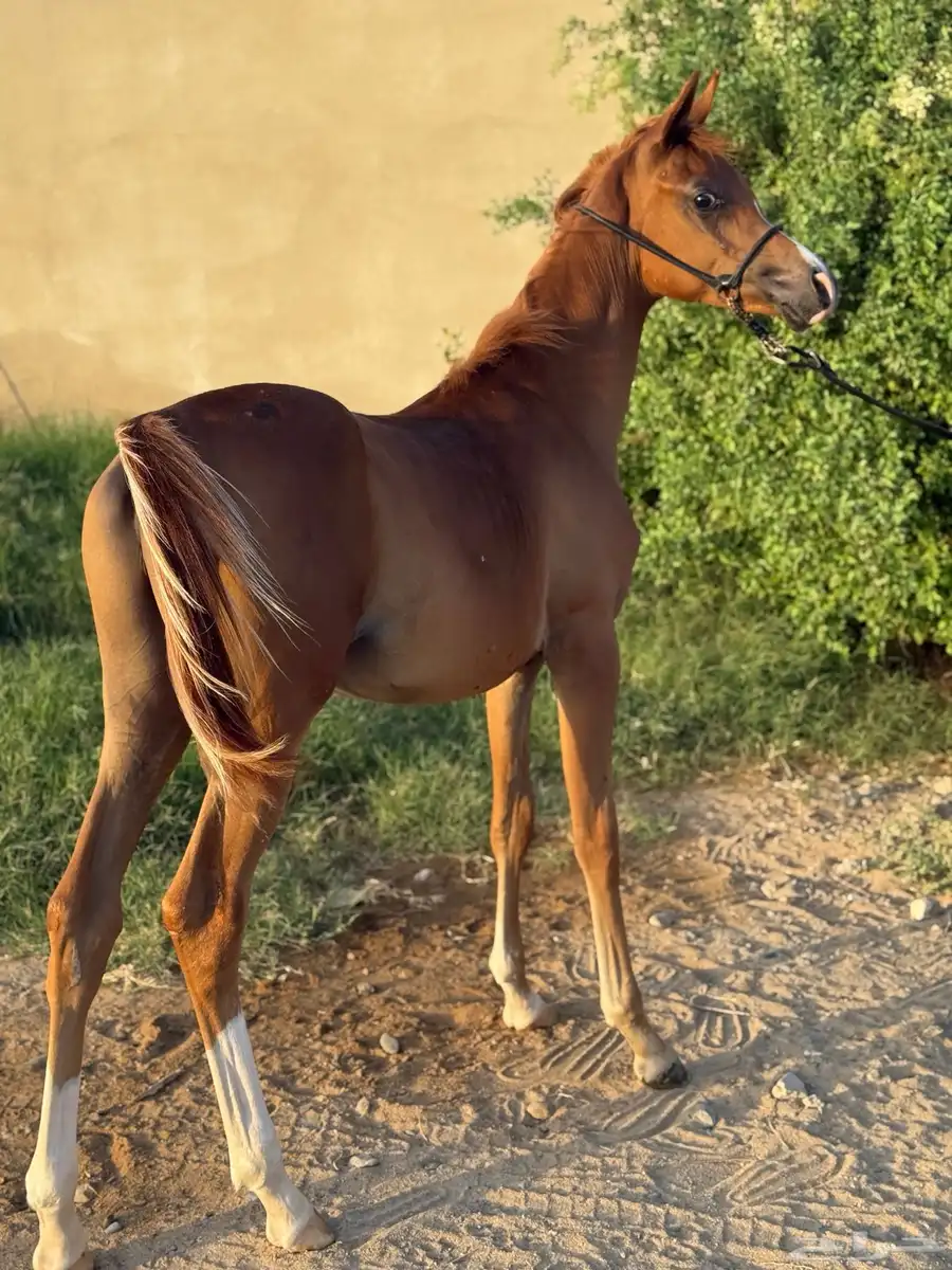 مهر واهو(خيل) 0