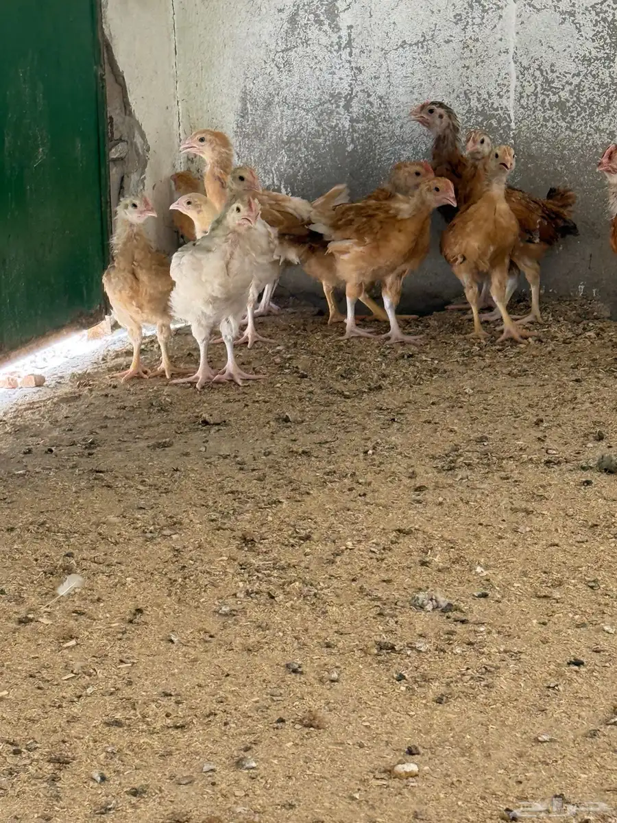 دجاج تركي 1