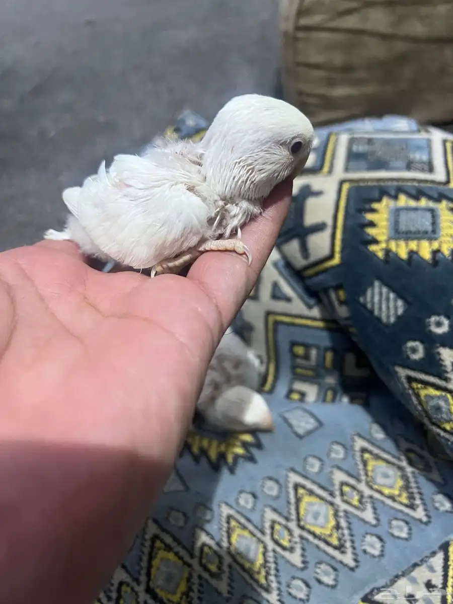 طبات ( فروخ ) روز 3
