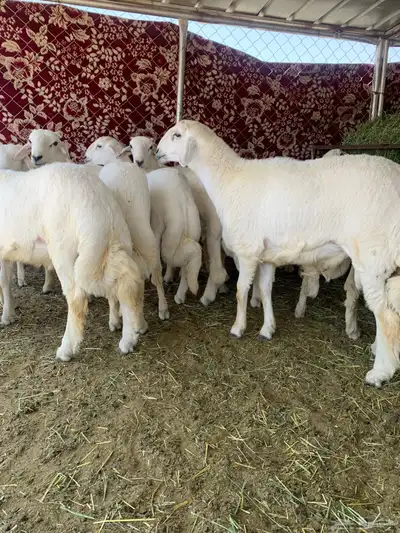 خرفان مبادي ومناسبات 5