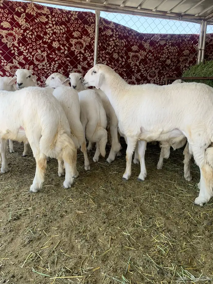 خرفان مبادي ومناسبات 5